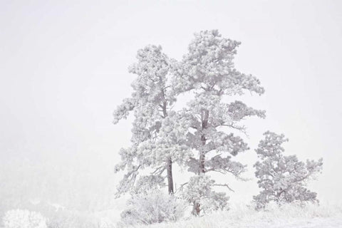 CO, Ute Pass Hoarfrost coats vegetation White Modern Wood Framed Art Print with Double Matting by Grall, Don