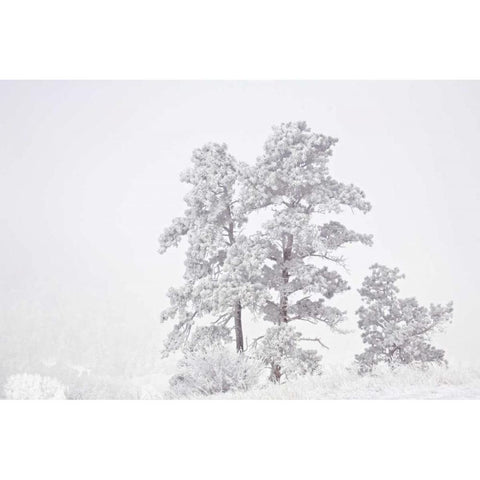 CO, Ute Pass Hoarfrost coats vegetation Black Modern Wood Framed Art Print with Double Matting by Grall, Don