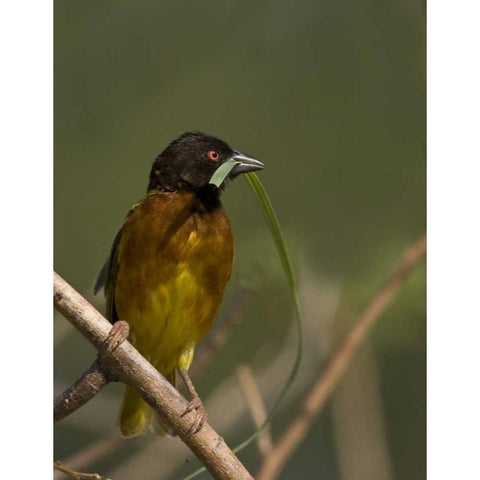 Kenya Brown-capped weaver bird and nest material Black Modern Wood Framed Art Print with Double Matting by Williams, Joanne