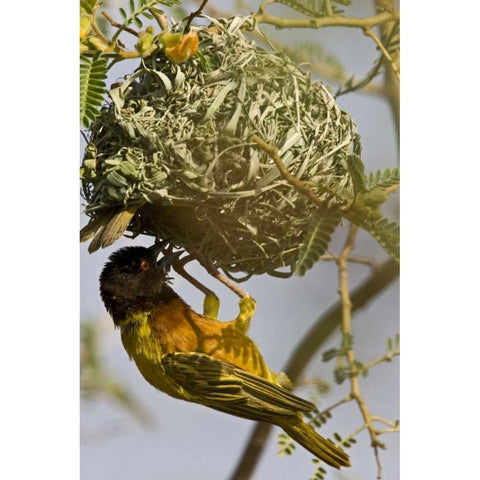 Kenya Brown-capped weaver bird building nest Black Modern Wood Framed Art Print by Williams, Joanne