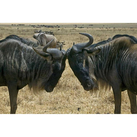 Kenya Two wildebeest begin confrontation White Modern Wood Framed Art Print by Williams, Joanne