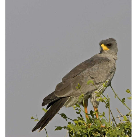 Kenya Close-up of Chanting Goshawk on bush White Modern Wood Framed Art Print by Williams, Joanne