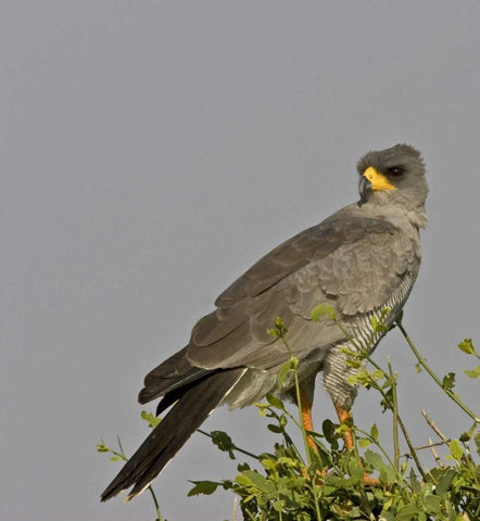 Kenya Close-up of Chanting Goshawk on bush White Modern Wood Framed Art Print with Double Matting by Williams, Joanne