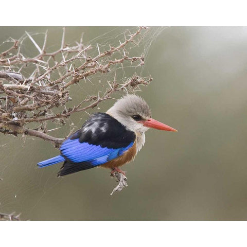 Kenya Gray-headed kingfisher perched on limb White Modern Wood Framed Art Print by Williams, Joanne