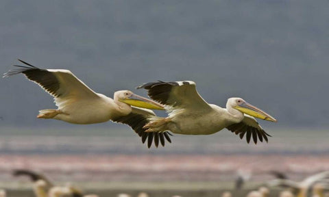 Kenya Pair of great white pelicans gliding White Modern Wood Framed Art Print with Double Matting by Williams, Joanne