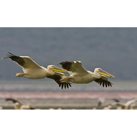 Kenya Pair of great white pelicans gliding Black Modern Wood Framed Art Print by Williams, Joanne