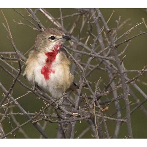 Kenya Rosy-patched bushshrike bird on tree limbs Black Modern Wood Framed Art Print by Williams, Joanne