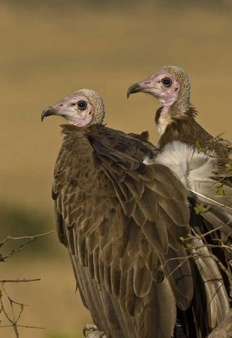 Kenya Profile of two lappet-faced vultures White Modern Wood Framed Art Print with Double Matting by Williams, Joanne