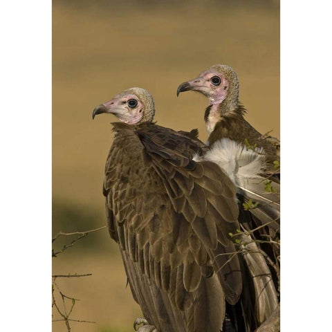 Kenya Profile of two lappet-faced vultures Black Modern Wood Framed Art Print with Double Matting by Williams, Joanne
