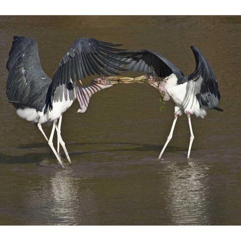Kenya Marabou storks with nesting material Black Modern Wood Framed Art Print with Double Matting by Williams, Joanne