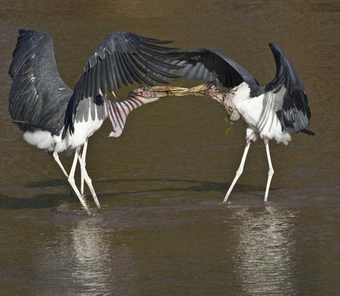 Kenya Marabou storks with nesting material White Modern Wood Framed Art Print with Double Matting by Williams, Joanne