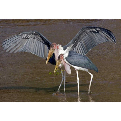 Kenya Pair of marabou storks in shallow water Black Modern Wood Framed Art Print by Williams, Joanne