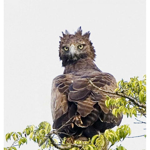 Kenya Martial eagle perched on tree limb Gold Ornate Wood Framed Art Print with Double Matting by Williams, Joanne