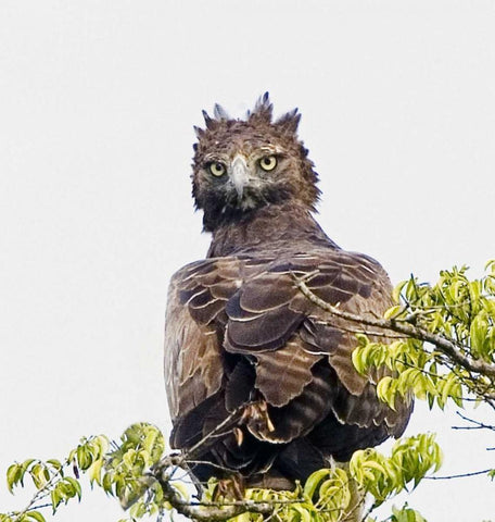 Kenya Martial eagle perched on tree limb Black Ornate Wood Framed Art Print with Double Matting by Williams, Joanne