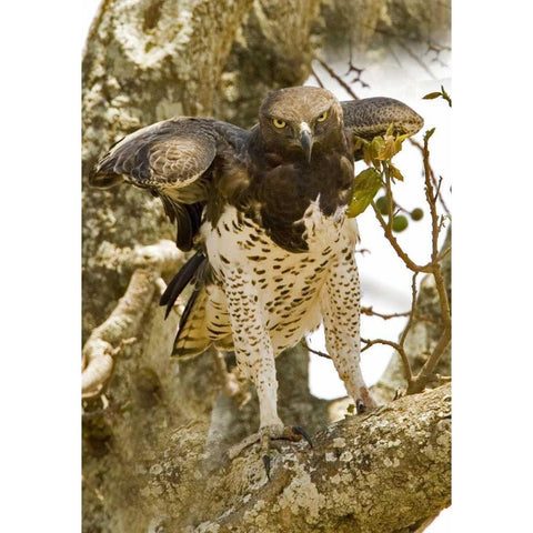 Kenya Martial eagle standing on tree limb White Modern Wood Framed Art Print by Williams, Joanne