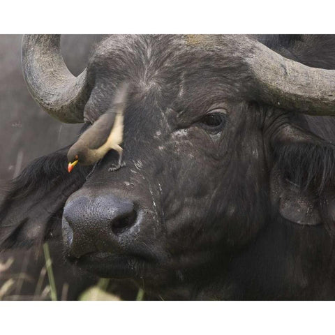 Kenya Oxpecker bird on nose of water buffalo Gold Ornate Wood Framed Art Print with Double Matting by Williams, Joanne