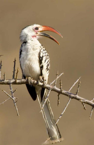 Kenya Red-billed hornbill bird on thorny tree Black Ornate Wood Framed Art Print with Double Matting by Williams, Joanne