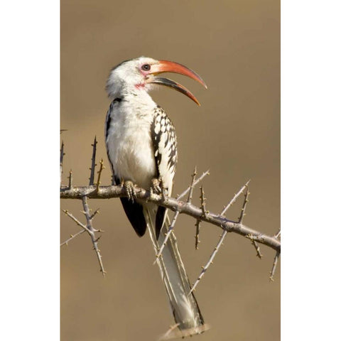 Kenya Red-billed hornbill bird on thorny tree Black Modern Wood Framed Art Print by Williams, Joanne