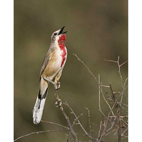 Kenya Singing rosy-patched bushshrike bird Black Modern Wood Framed Art Print with Double Matting by Williams, Joanne