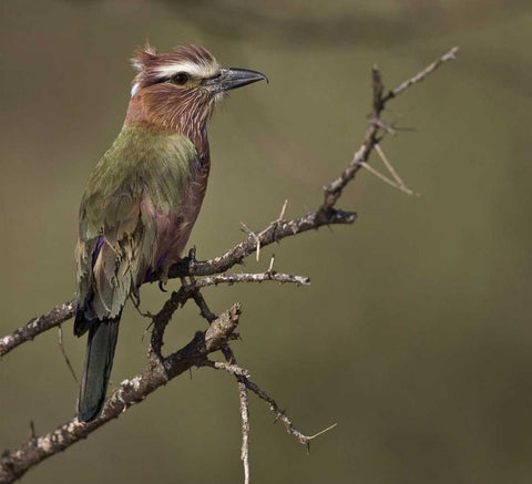 Kenya Rufous-crowned roller bird on limb White Modern Wood Framed Art Print with Double Matting by Williams, Joanne