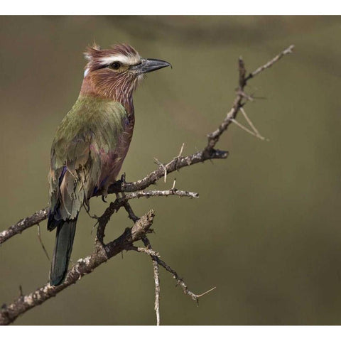 Kenya Rufous-crowned roller bird on limb Gold Ornate Wood Framed Art Print with Double Matting by Williams, Joanne