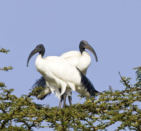 Kenya Pair of sacred ibis birds stand on limbs White Modern Wood Framed Art Print with Double Matting by Williams, Joanne