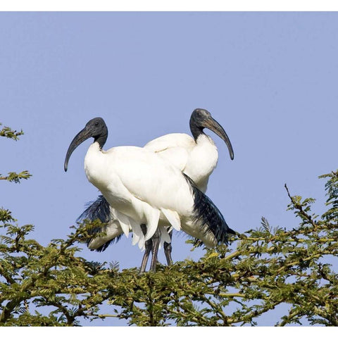 Kenya Pair of sacred ibis birds stand on limbs Black Modern Wood Framed Art Print by Williams, Joanne