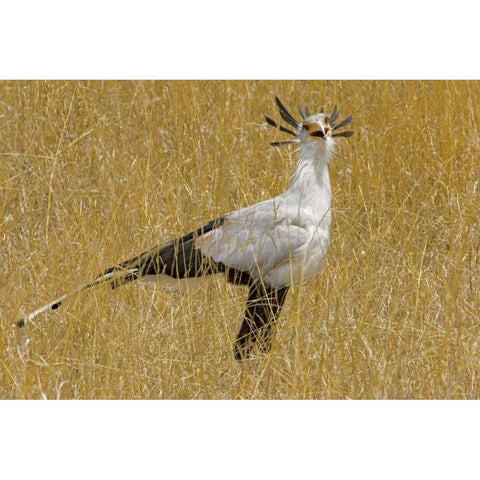 Kenya Secretary bird in tall grass Gold Ornate Wood Framed Art Print with Double Matting by Williams, Joanne