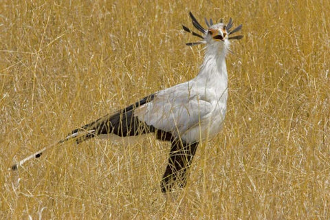 Kenya Secretary bird in tall grass Black Ornate Wood Framed Art Print with Double Matting by Williams, Joanne