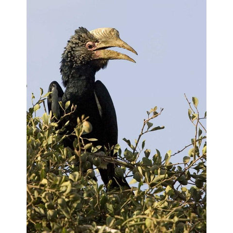 Kenya Silvery-cheeked hornbill bird in tree Gold Ornate Wood Framed Art Print with Double Matting by Williams, Joanne