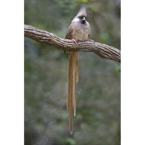 Kenya Speckled mousebird sits on tree limb Gold Ornate Wood Framed Art Print with Double Matting by Williams, Joanne