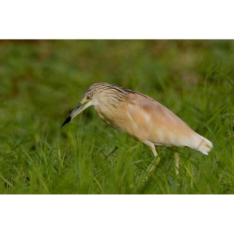 Kenya Squacco heron bird in green grass Black Modern Wood Framed Art Print by Williams, Joanne