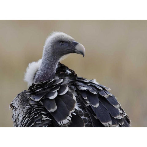 Kenya, Masai Mara Ruppells griffon vulture Black Modern Wood Framed Art Print with Double Matting by Morris, Arthur