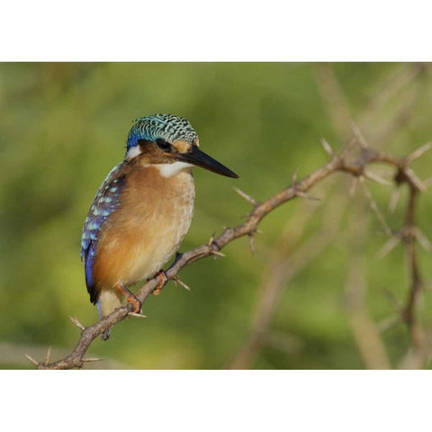 Kenya, Lake Baringo Pygmy kingfisher perched Black Modern Wood Framed Art Print by Morris, Arthur