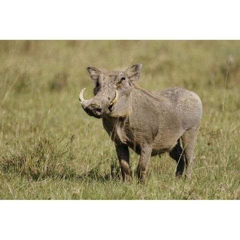 Kenya, Nakuru NP Warthog in standing pose Black Modern Wood Framed Art Print by Morris, Arthur