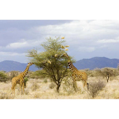 Kenya Two giraffes eat leaves off tree Gold Ornate Wood Framed Art Print with Double Matting by Williams, Joanne