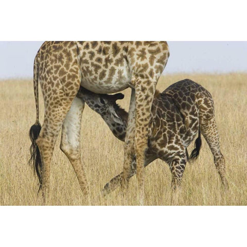 Kenya, Masai Mara Baby Masai giraffe nursing Black Modern Wood Framed Art Print by Williams, Joanne