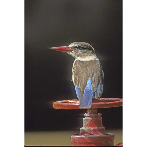 Kenya Brown-headed kingfisher on a valve wheel Black Modern Wood Framed Art Print with Double Matting by Williams, Joanne