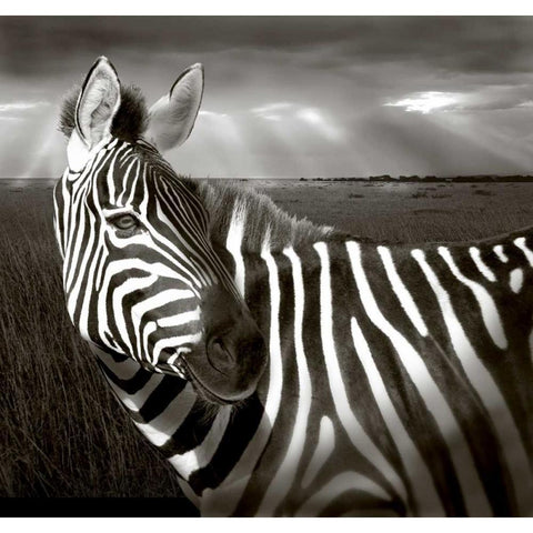 Kenya Black and white of zebra and plain Black Modern Wood Framed Art Print by Williams, Joanne
