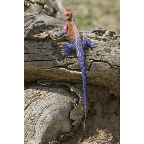 Kenya Colorful African lizard on log Black Modern Wood Framed Art Print with Double Matting by Williams, Joanne