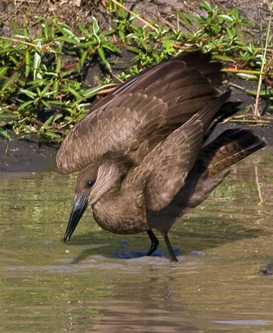 Kenya Hamerkop bird bathes in stream White Modern Wood Framed Art Print with Double Matting by Williams, Joanne