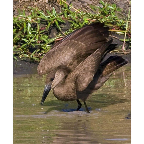 Kenya Hamerkop bird bathes in stream Black Modern Wood Framed Art Print by Williams, Joanne