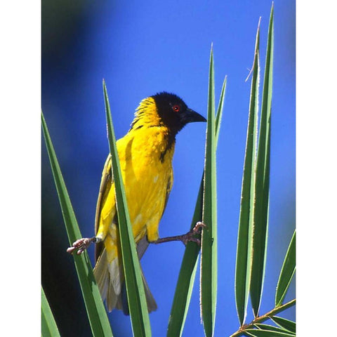 Kenya Masked weaver bird grasps leaves White Modern Wood Framed Art Print by Williams, Joanne
