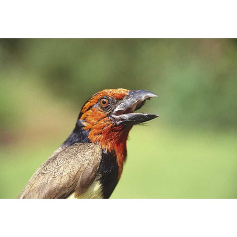 Kenya Black-collared barbet bird calling Black Modern Wood Framed Art Print by Williams, Joanne