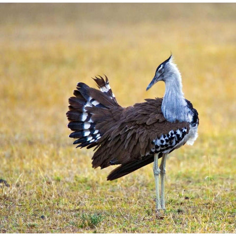 Kenya Kori bustard bird standing in a field Black Modern Wood Framed Art Print by Williams, Joanne