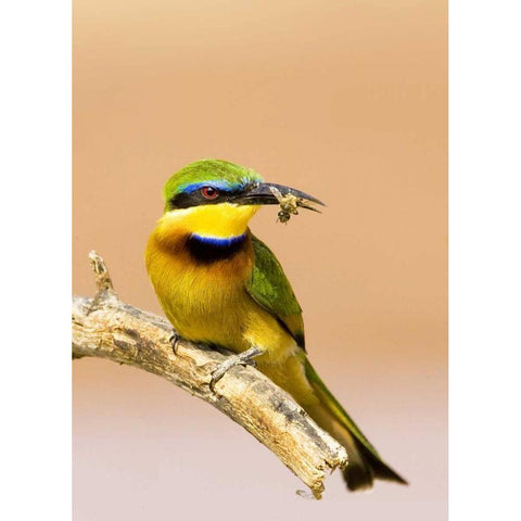 Kenya Little bee-eater bird on limb with a bee Black Modern Wood Framed Art Print with Double Matting by Williams, Joanne