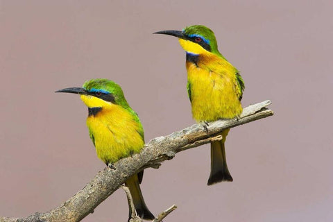 Kenya Two little bee-eater birds on limb White Modern Wood Framed Art Print with Double Matting by Williams, Joanne