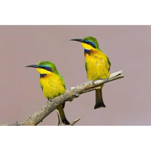 Kenya Two little bee-eater birds on limb Gold Ornate Wood Framed Art Print with Double Matting by Williams, Joanne
