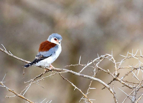 Kenya Pygmy falcon bird on limb Black Ornate Wood Framed Art Print with Double Matting by Williams, Joanne