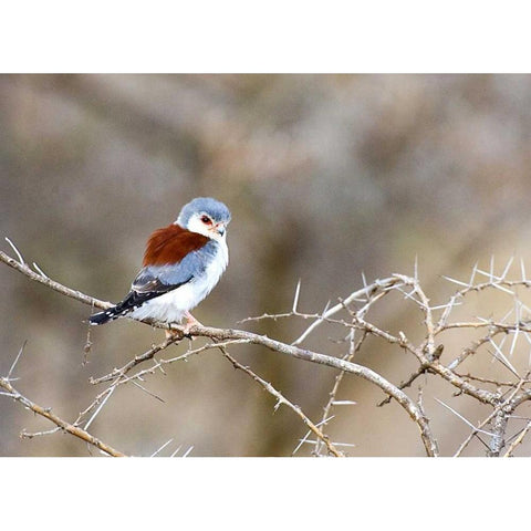 Kenya Pygmy falcon bird on limb White Modern Wood Framed Art Print by Williams, Joanne